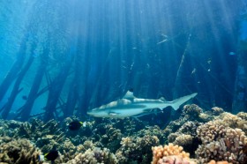 requin