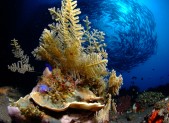 Fonds marins à Bali