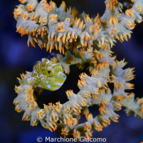 Macroenmouv_MarchioneGiacomo