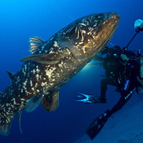 Coelacanthe au large de l'Afrique du Sud