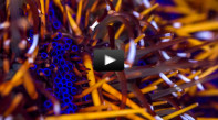 Une vidéo sur les micro-organismes sous-marins.