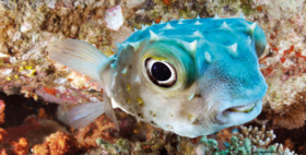 poisson-globe