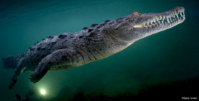 crocodile