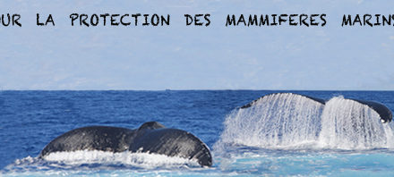 Comment observer les baleines ?