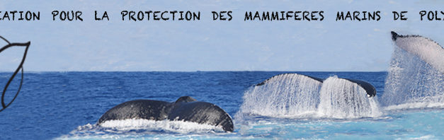 Comment observer les baleines ?