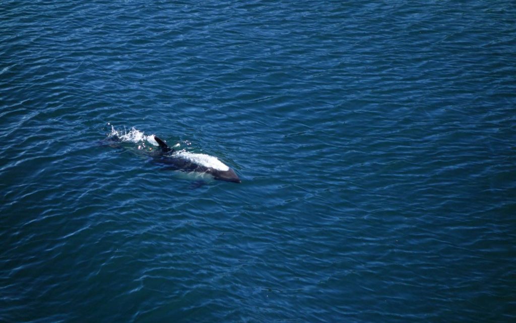 Les dauphins du chili filmés par un drône