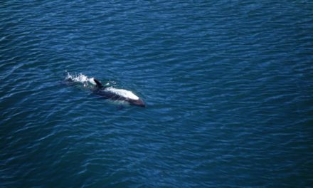 Les dauphins du chili filmés par un drône