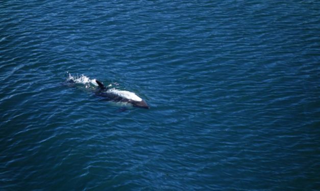 Les dauphins du chili filmés par un drône