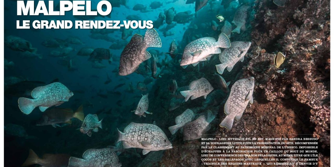 Malpelo, le paradis de Sandra Besudo