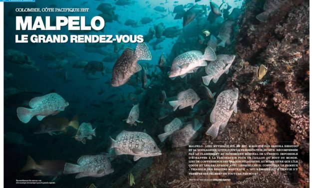 Malpelo, le paradis de Sandra Besudo