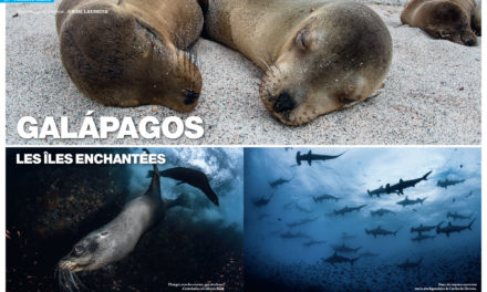 Galapagos. Dans le numéro 149 de Plongeurs International