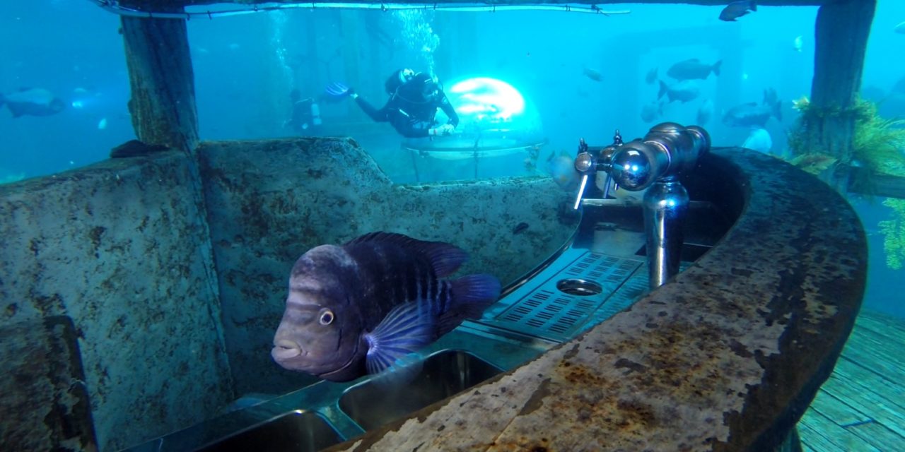 Plonger dans un aquarium géant ? C’est possible en Belgique