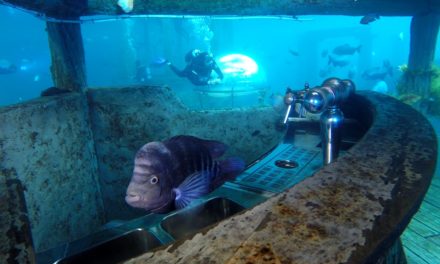 Plonger dans un aquarium géant ? C’est possible en Belgique