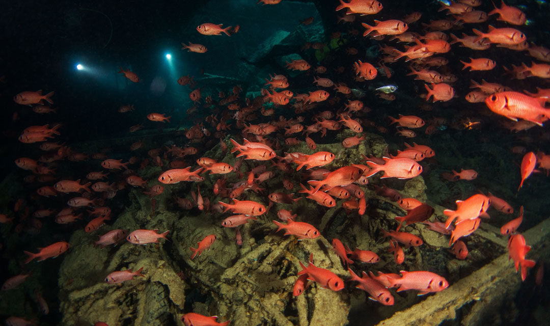 Vestiges et vertiges en Mer Rouge