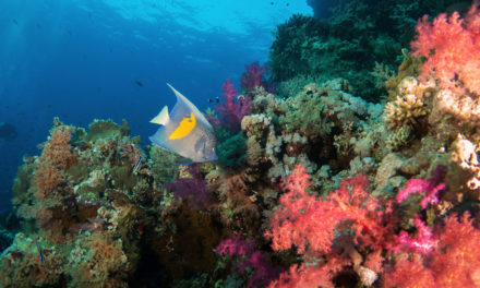 Vestiges et vertiges en Mer Rouge