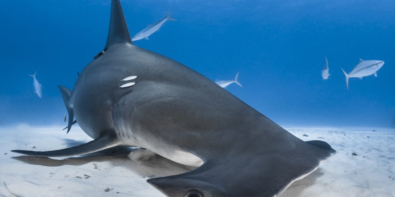 Salon 2020 : les requins et cétacés à l’honneur