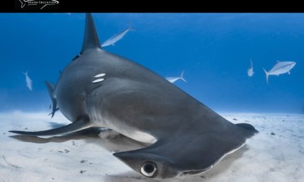 Salon 2020 : les requins et cétacés à l’honneur