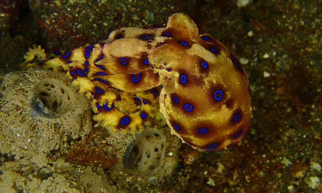 A la découverte du détroit de Lembeh… 2