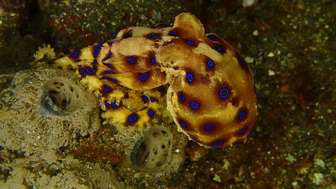 A la découverte du détroit de Lembeh… 2